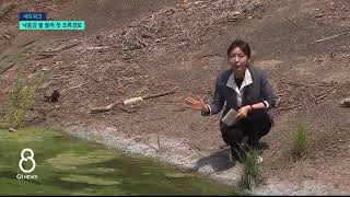 [G1뉴스]이른 더위에 낙동강 빨라진 ‘녹조 대란’