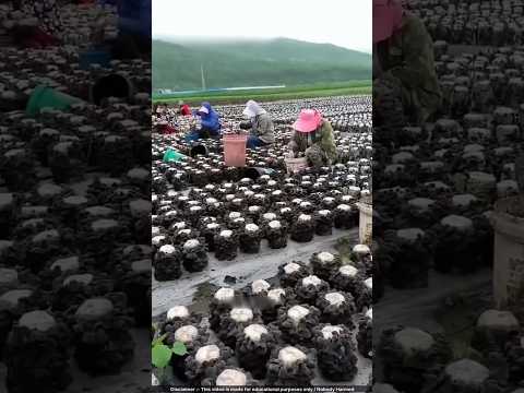 This EASY Mushroom Farm Makes Money in Just 10 DAYS! 💰🍄