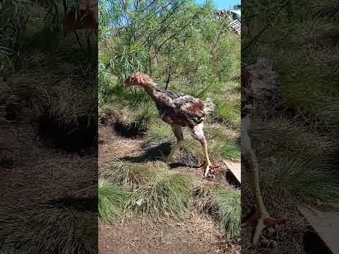 Frango vendido para o Sr Leonel Renato Camargo,esse viajou la para o estado do Rio Grande do Sul