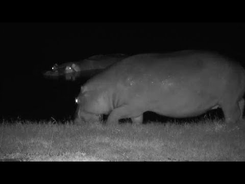Djuma: Two Hippos - 01:21 - 01/11/2020