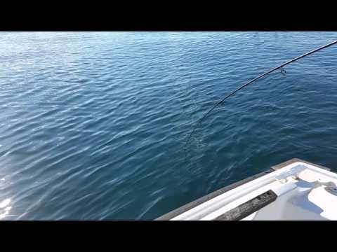 Branko Vujicic Baja   Tivat-Lepetane Majstor za Palamide