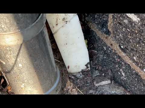 Oriental Cockroaches Coming From Outside the Restaurant in Red Bank, NJ