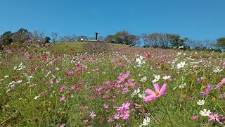 20251017-長崎県 諫早市 白木峰高原 コスモス20万本