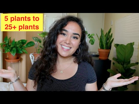 My Plant Mom Journey | zero to 25+ houseplants