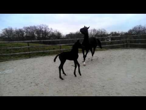 SF. v. Morricone - Dancier - Wittinger 3 Tage alt