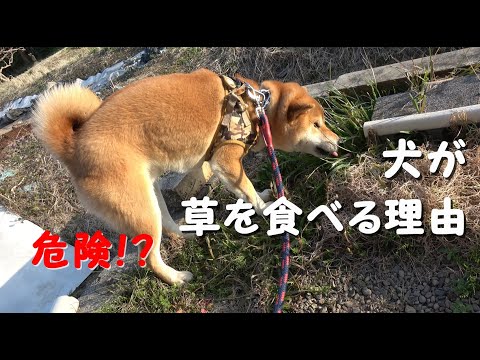 なぜ犬は草を食べるのでしょうか?