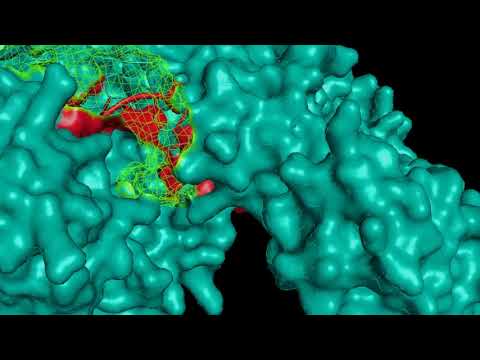 miRNA silencing - RISC Complex