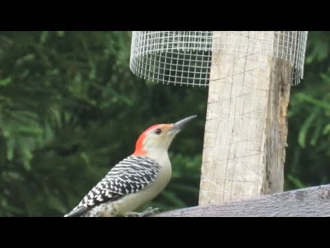 Red-bellied Woodpecker using starling proof feeder