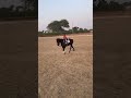 Daughter S Horse Riding Session Music Hiphop Song