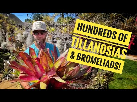 Air Plant Paradise! California Tillandsia & Bromeliad Tropical Garden Tour.