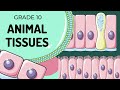 Animal Tissues