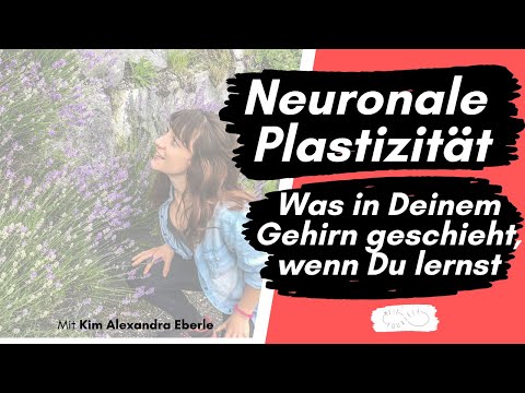 Neuronale Plastizität - Was in Deinem Gehirn geschieht, wenn Du lernst