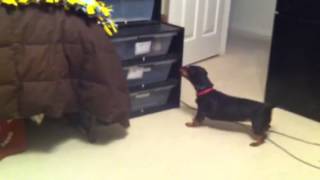 Dog Barking at the Feeders