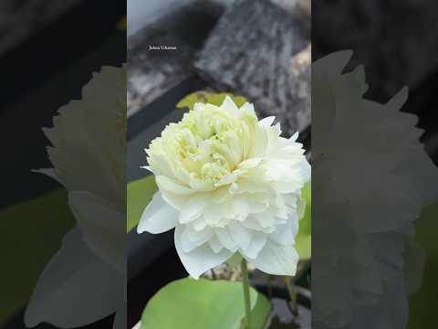 #garden #houseplants #jishnuuthaman #home #lotus