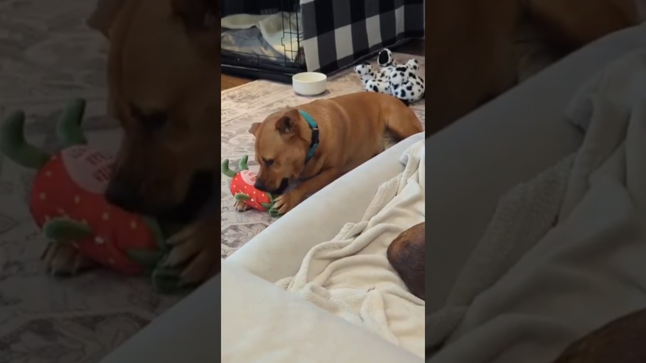 Enlarge Pumba, a ADOPTABLE mixed breed in Waterloo, ON video 6/6