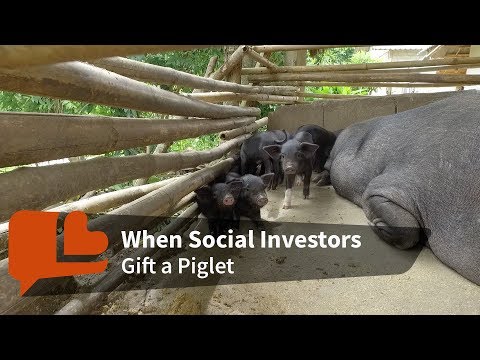 What Happens to Families When You Give a Piglet documentary