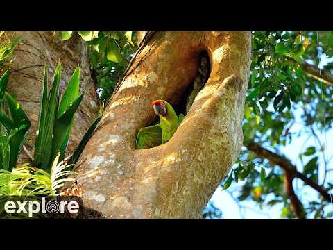 Macaw Nest, Costa Rica