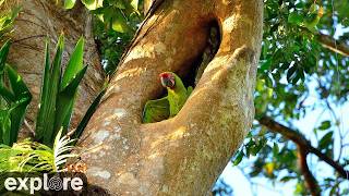 Guanacaste · Nicoya · Great Green Macaw Nest · Sarapiquí Rainforest Reserve live stream