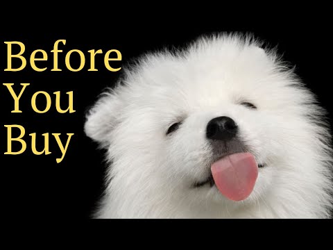 YouTube video about: Are samoyed good apartment dogs?