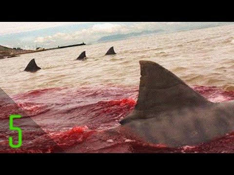 5 Unbelievable Shark Attacks That Actually Happened