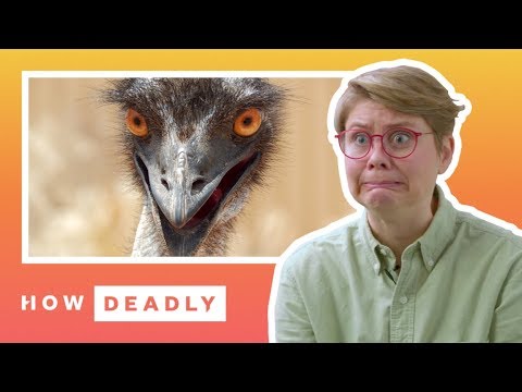 How dangerous are emus, really? | REACTION