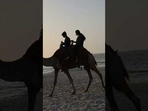camel riding #camel #riding #outing #shorts