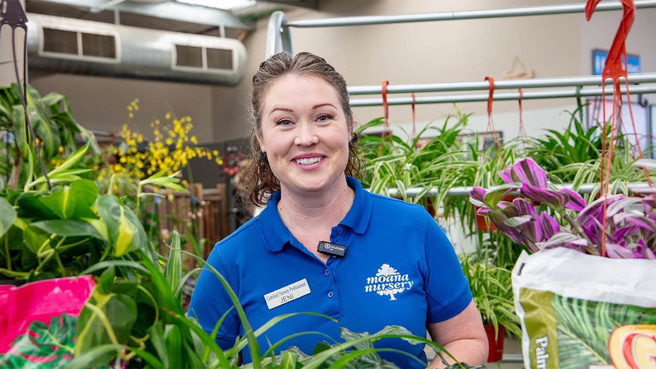 Easy Indoor Plants for Beginners