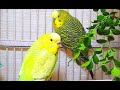 3.5 Hr Budgies Chirping Parakeets Sounds Reduce Stress , Relax to Nature Bird Sounds