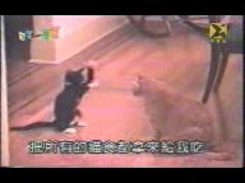 FUNNY BigCat SmallCat