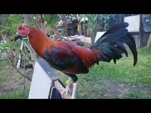 5months old Dan Gray Roundhead