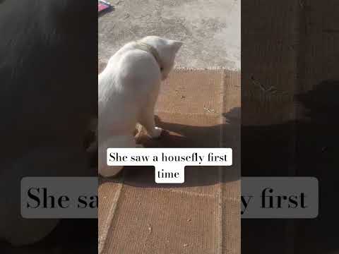 #cat vlog # beautiful journey of my cat Frooti # Vlog by Frooti #Video by it's Famin's playtime