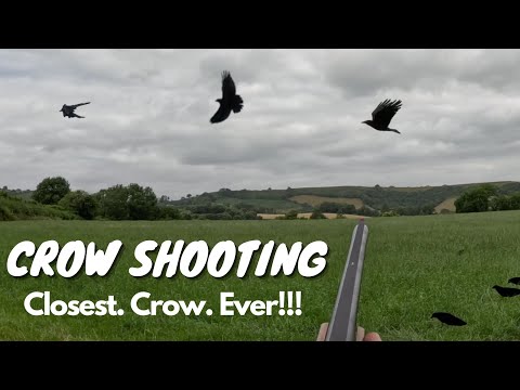 Closest Crow EVER!! | Crow Shooting | GoPro Footage