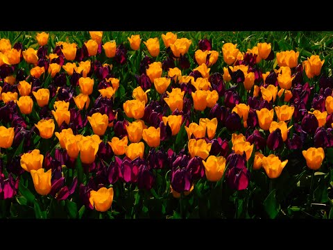 Bild Impressionen vom Keukenhof