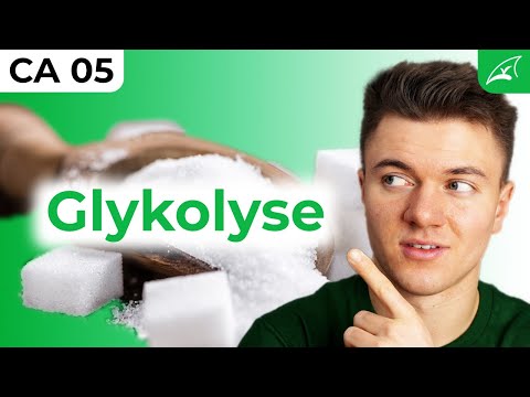 Glycolysis - simply explained! // How glucose is converted into energy...