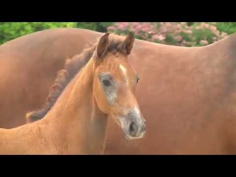 Holsteiner Fohlenauktion 2016 in Behrendorf - Nr. 17 v. Clarimo - Casall