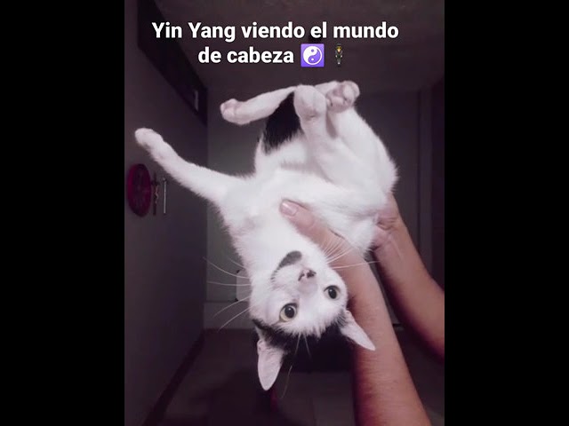 Vídeo relacionado con Kawaii Yin Yang Gato Negro Con Luna Media Luna Cabeza Manga Sudadera con Capucha