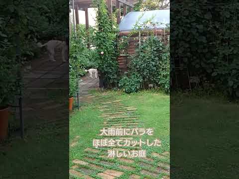 冬にバラの茂みを世話するにはどうすればよいですか？健康な低木のための正しい行動  庭園