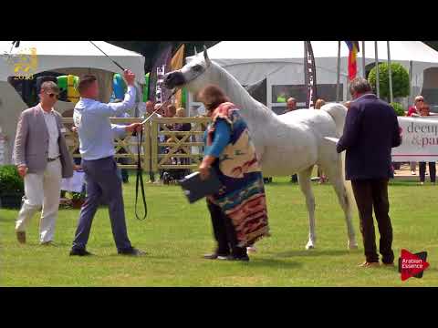 N.82 SORELLA EL HADIYAH - Bruges 2018 C European - 7-9 Years Old and Older Mares (Class 12)