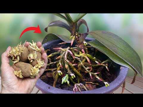 Treasure for orchids! Suddenly the orchid grew new roots and bloomed super flowers