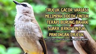 Download lagu Trucukan GACOR ngalas ROPEL PANJANG suara alam AMPUH buat pancingan jadikan trucuk Gacor GARUDA mp3 Download lagu Trucukan GACOR ngalas ROPEL PANJANG suara alam AMPUH buat pancingan jadikan trucuk Gacor GARUDA mp3