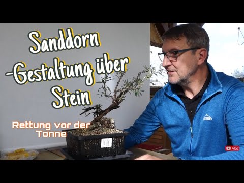 Sanddorn auf Stein -Erstgestaltung Windgepeitscht zum Pre-Bonsai 2023/37
