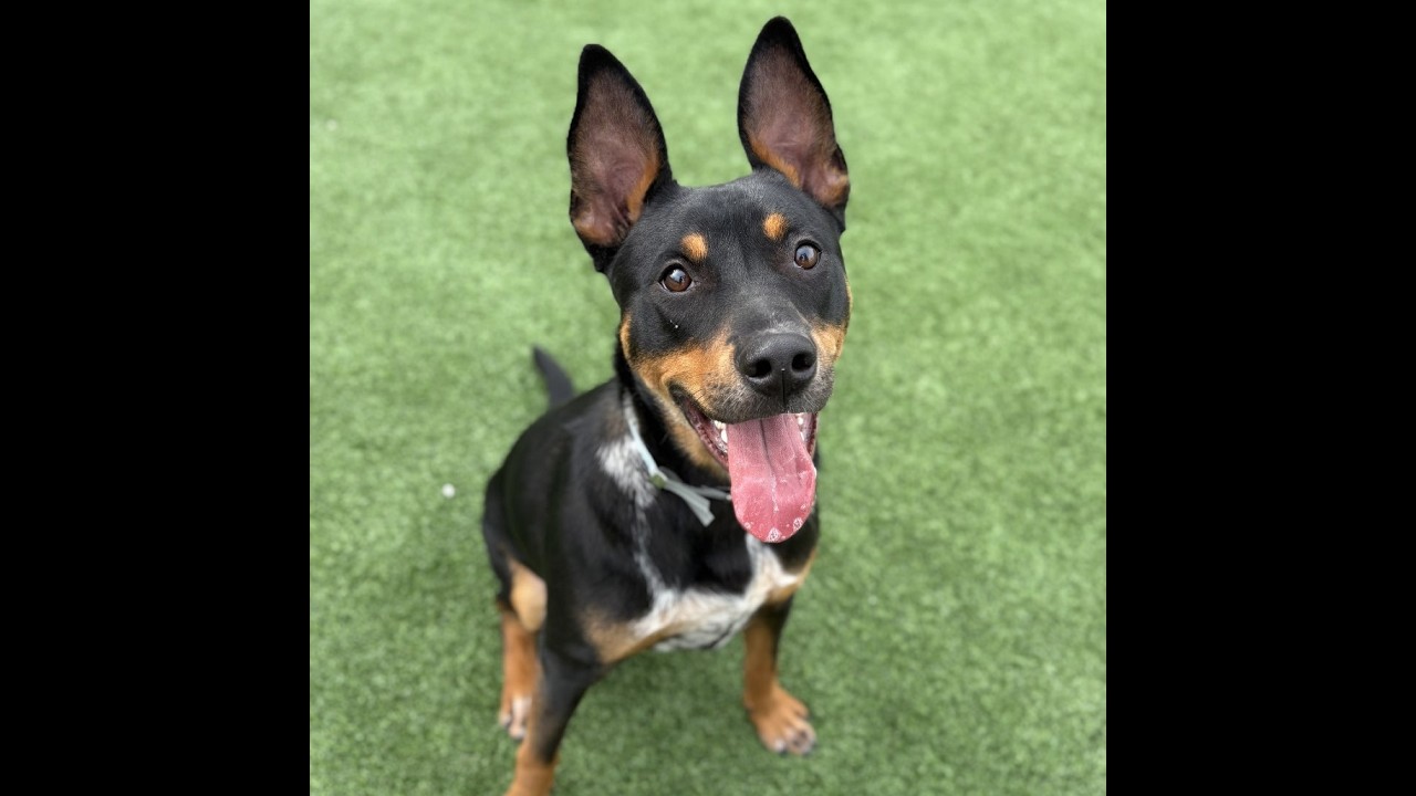Enlarge Packer, a Adoptable Australian Kelpie in Long Beach, CA video 6/6