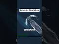 The Incredible Antarctic Blue Whale