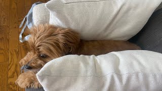 広島　Vlog#315 フルタイム主婦　平凡な日常　簡単ご飯　時短料理　日々の記録　犬のいる暮らし🐕