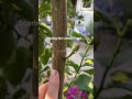Scoring the Lemon Tree to produce a new branch! It’s working! (Short)