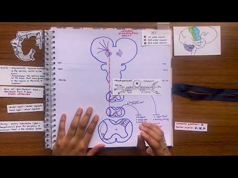The Lateral Spinothalamic Tract- Easily Explained!