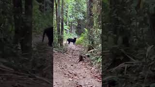 Download lagu Penampakan macan kumbang sedang mengawasi#shorts mp3 Download lagu Penampakan macan kumbang sedang mengawasi#shorts mp3