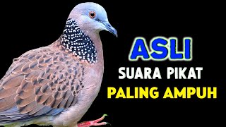 Download lagu Suara Burung Tekukur Gacor Paling Ampuh Memanggil Kawan  mp3