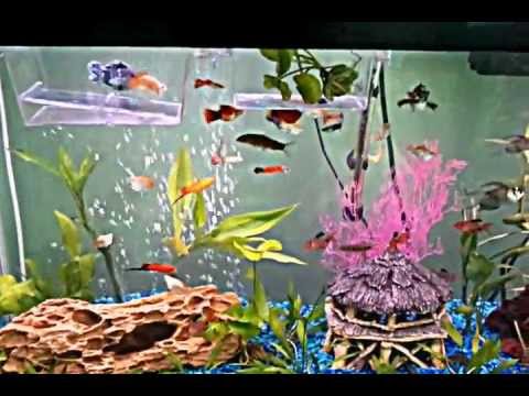 55 gallon tropical tank with Betta Fish