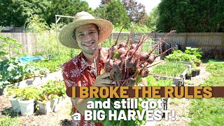I Didn't THIN OUT my Seedlings, THIS is What Happened!